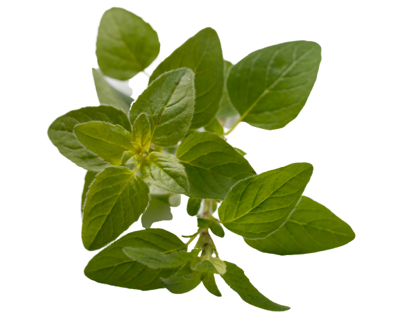 Marjoram