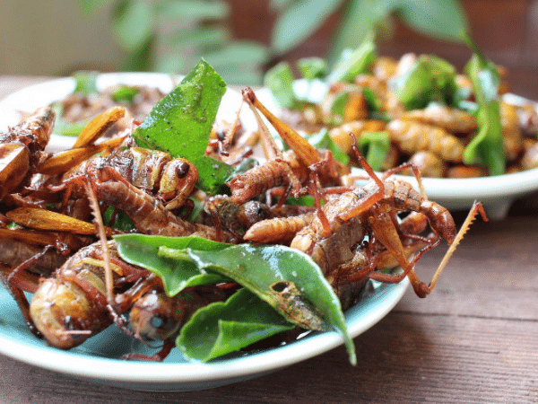 cooking insects