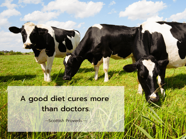 Cows grazing, Scottish Proverb - A good diet cures more than doctors.