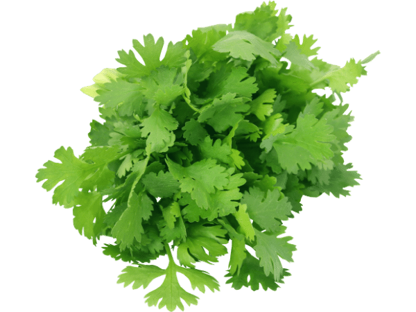 fresh coriander