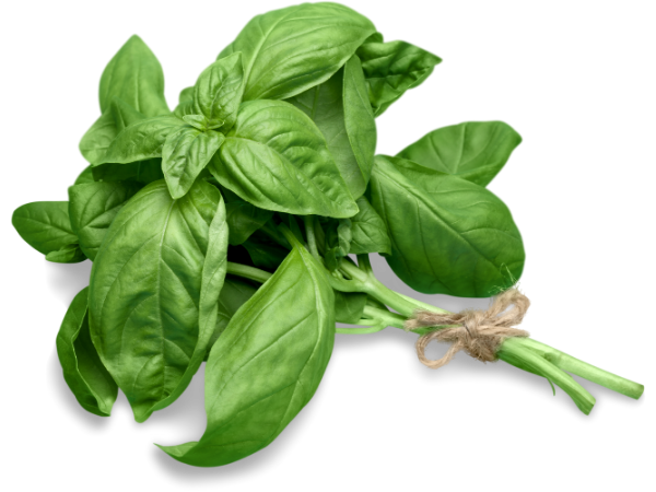 basil