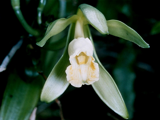 vanilla orchid