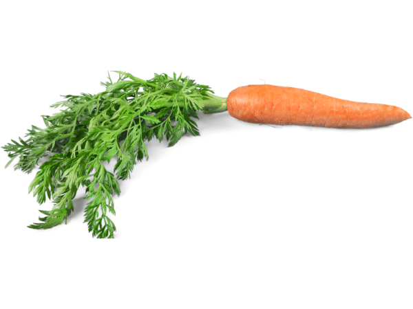 carrot