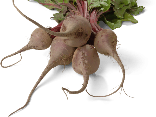 beetroot