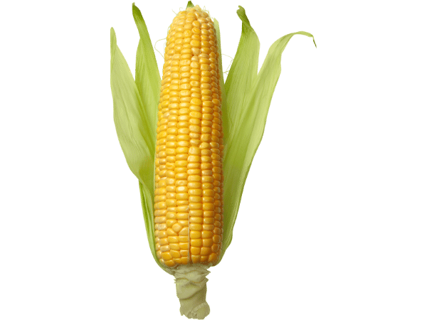 corn