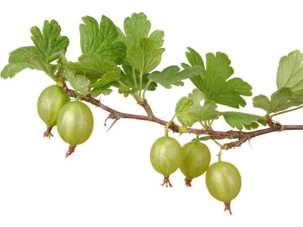 gooseberry