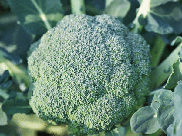 broccoli