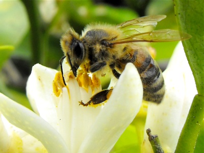 natural pollination