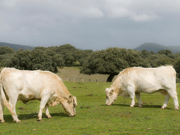 organic cattle farming